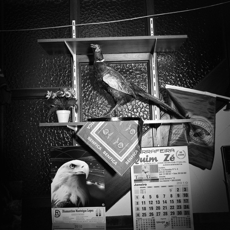 Animais de estimação